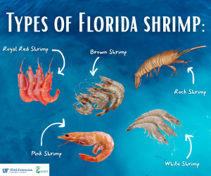 Types of Florida shrimp include royal red shrimp, brown shrimp, pink shrimp, rock shrimp, and white shrimp.