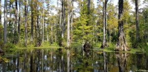 A still, reflective swamp surrounded by tall cypress trees with buttressed trunks, lush green foliage, and patches of aquatic vegetation.