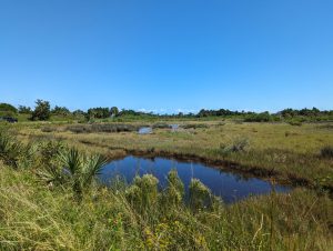 A bright blue-sky day overlooking a coastal wetland with shallow winding water channels, grassy marsh vegetation, and scattered shrubs and palmettos in the foreground.