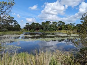 A calm freshwater wetland with patches of floating vegetation, tall grasses in the foreground, and a backdrop of trees under a bright blue sky with scattered clouds.