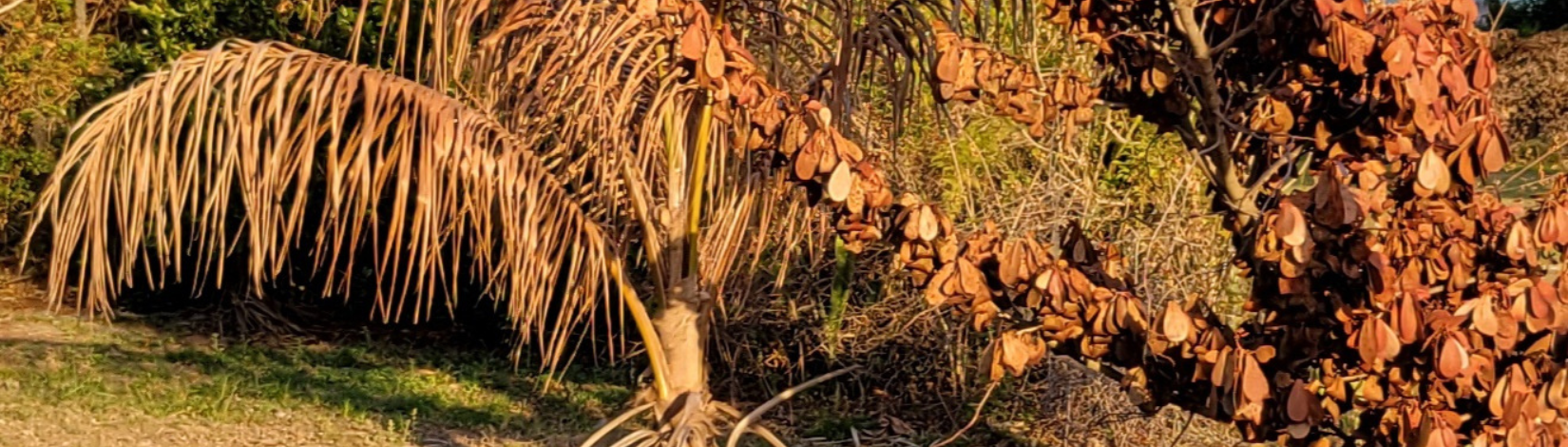 damaged palms