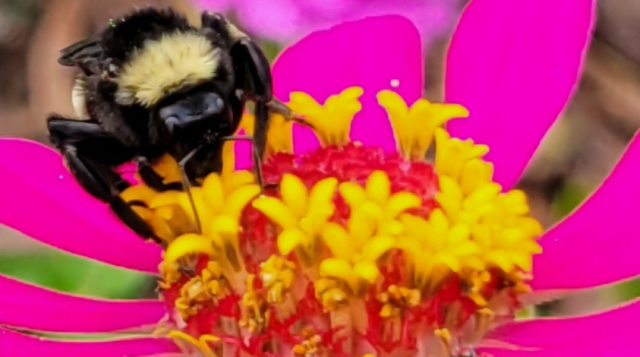 photo of bee on pink flower