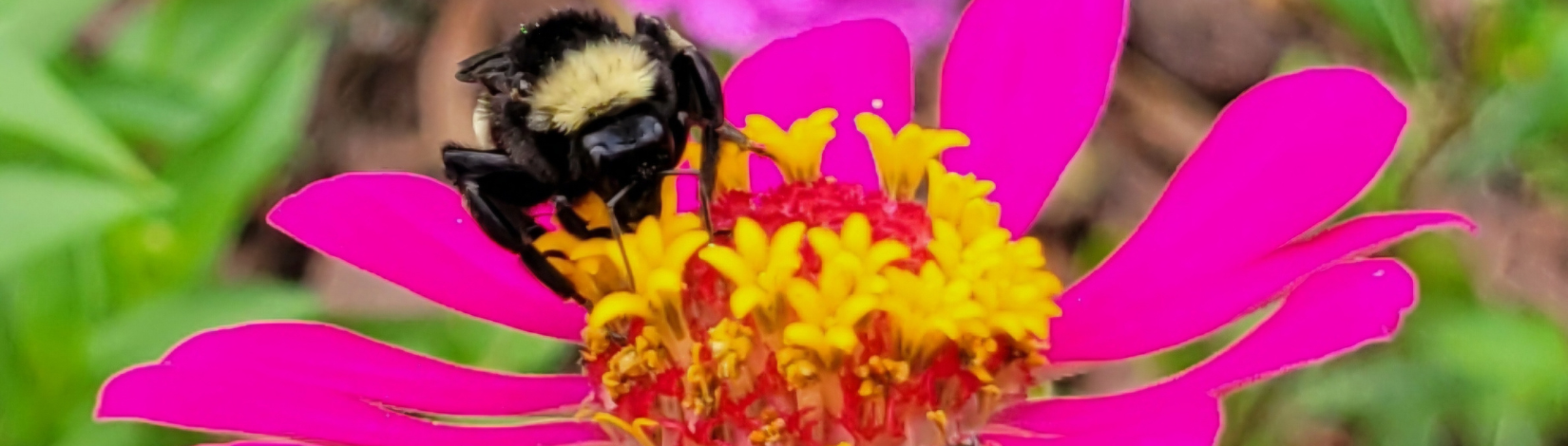 photo of bee on pink flower