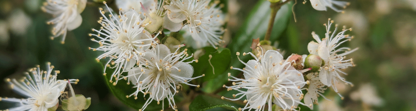 Simpson Stopper flowers, plant sale