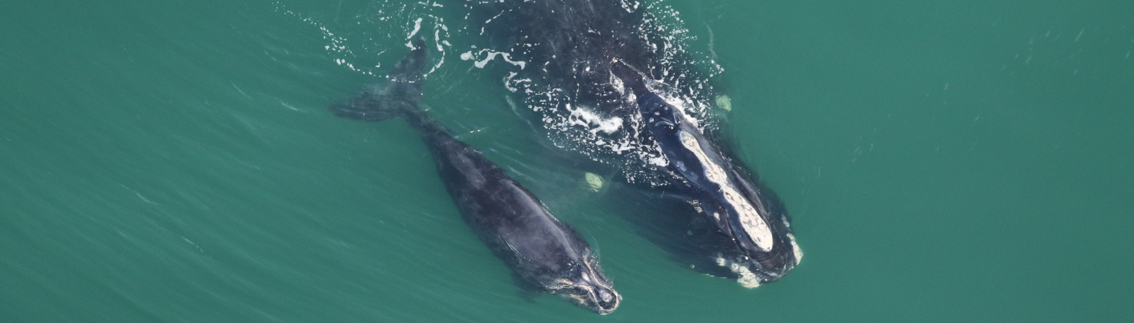 Looking down at a right whale female and calve at the surface of the ocean