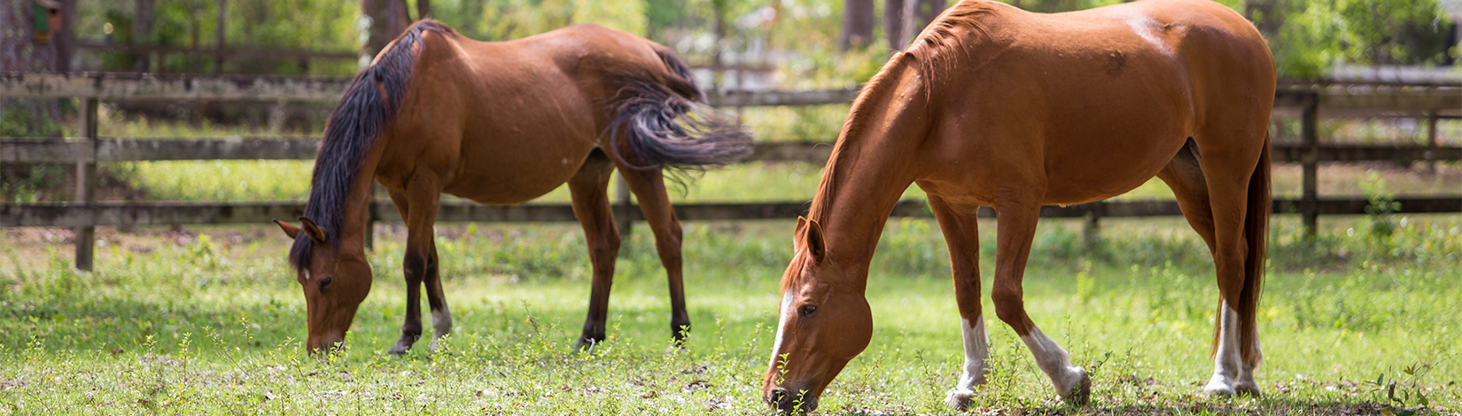 Horses in a paddock