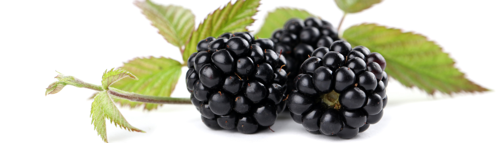 Three blackberries with leaves.