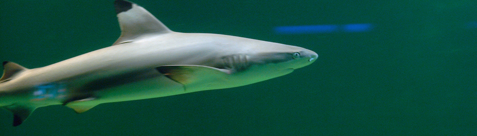 Blacktip reef shark swimming in the water