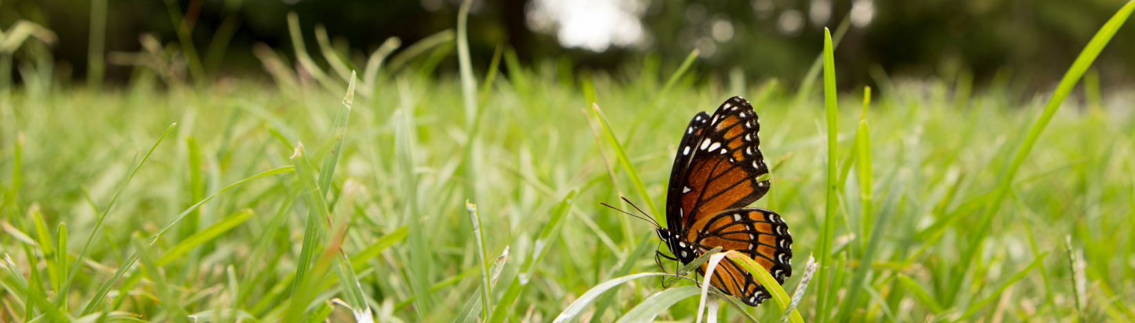 Monarch on grass