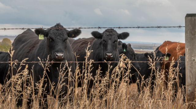 Beef Cattle Winter Nutrition and Body Condition Score
