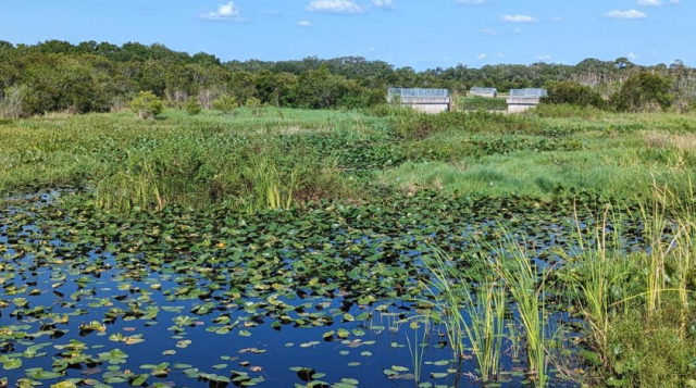 Wetland area with plants such as grasses, lily pads, and cattails visible and a small building in the background