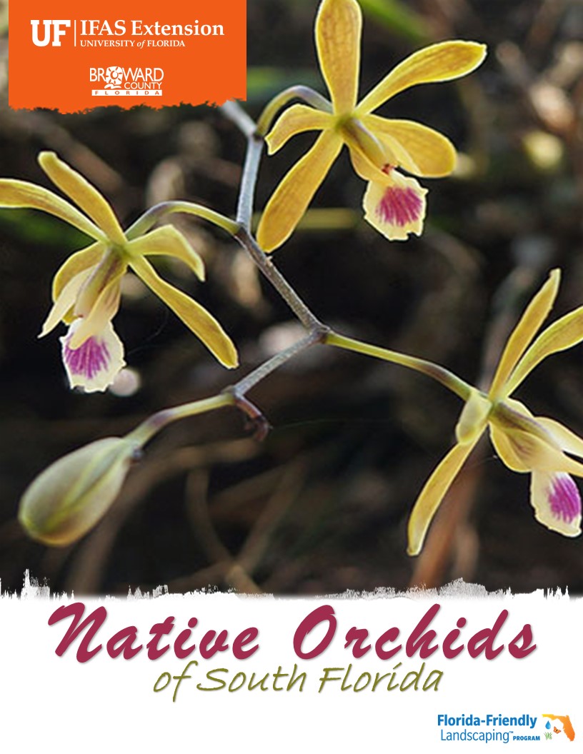 Invite Native Orchids to your Yard - UF/IFAS Extension Broward County