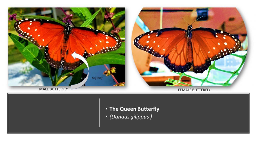 Provide for Wildlife The Queen Butterfly UF/IFAS Extension Broward County