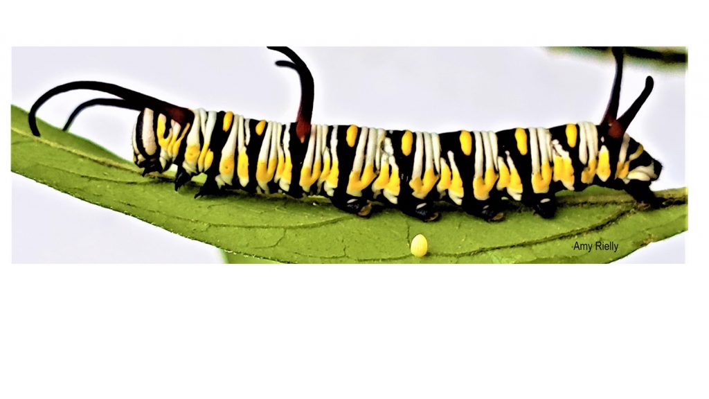 Provide for Wildlife The Queen Butterfly UF/IFAS Extension Broward County