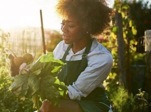 woman harvesting vegetables