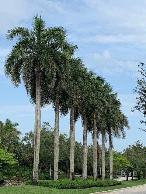 Over Pruning and Under Fertilizing Palms: A Double-edged Sword - UF ...