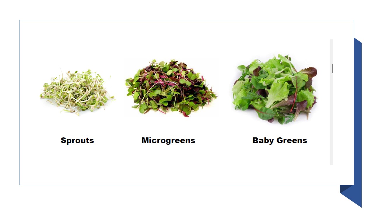 Sustainable GardeningHow to Grow Microgreens at Home UF/IFAS