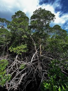 Marvelous Mangroves! - UF/IFAS Extension Broward County