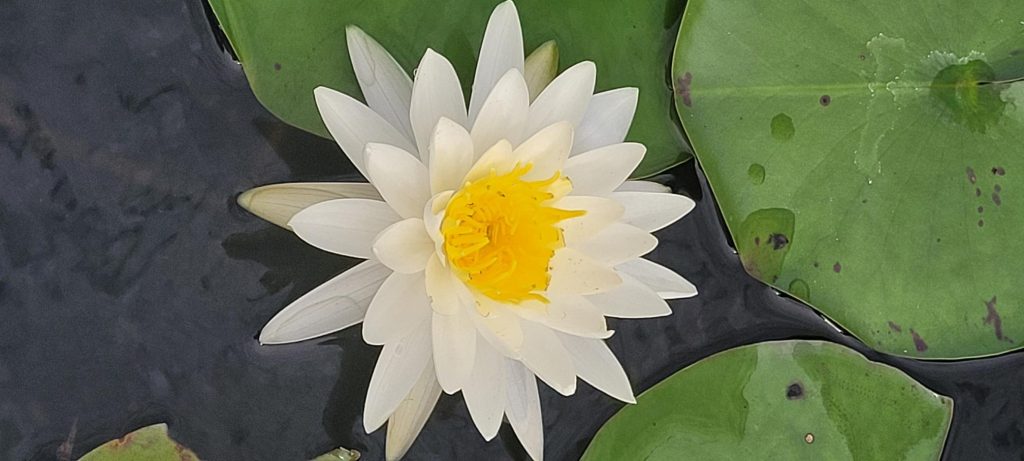 American white waterlily