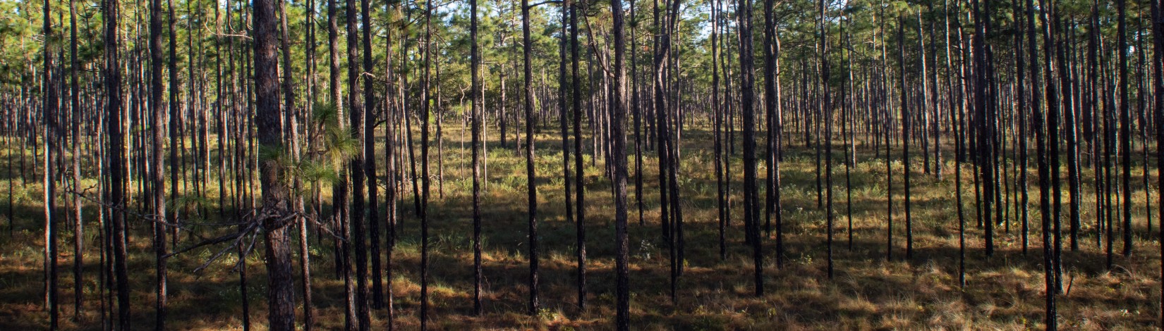 Wiregrass and a pine forest habitat at Ordway-Swisher Biological Station.