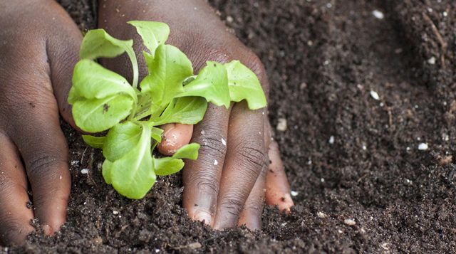 Small but Mighty: MGVs Connecting Florida-Friendly Landscaping™ Principles with HOA Communities