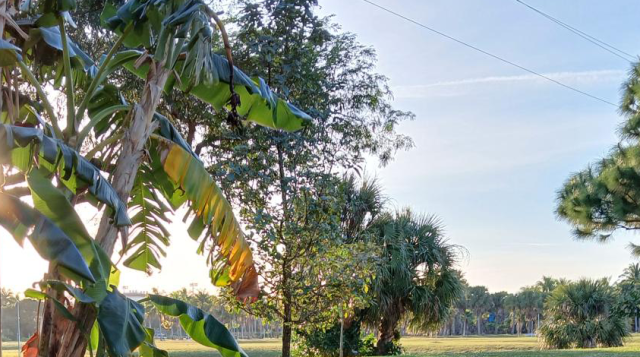 From Wasteland to Wonderland: A Food Forest Journey PART 1
