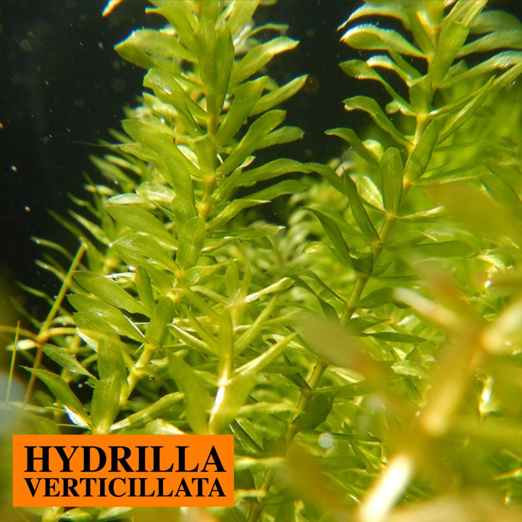 invasive spookiest ifas hydrilla verticillata ufl caip