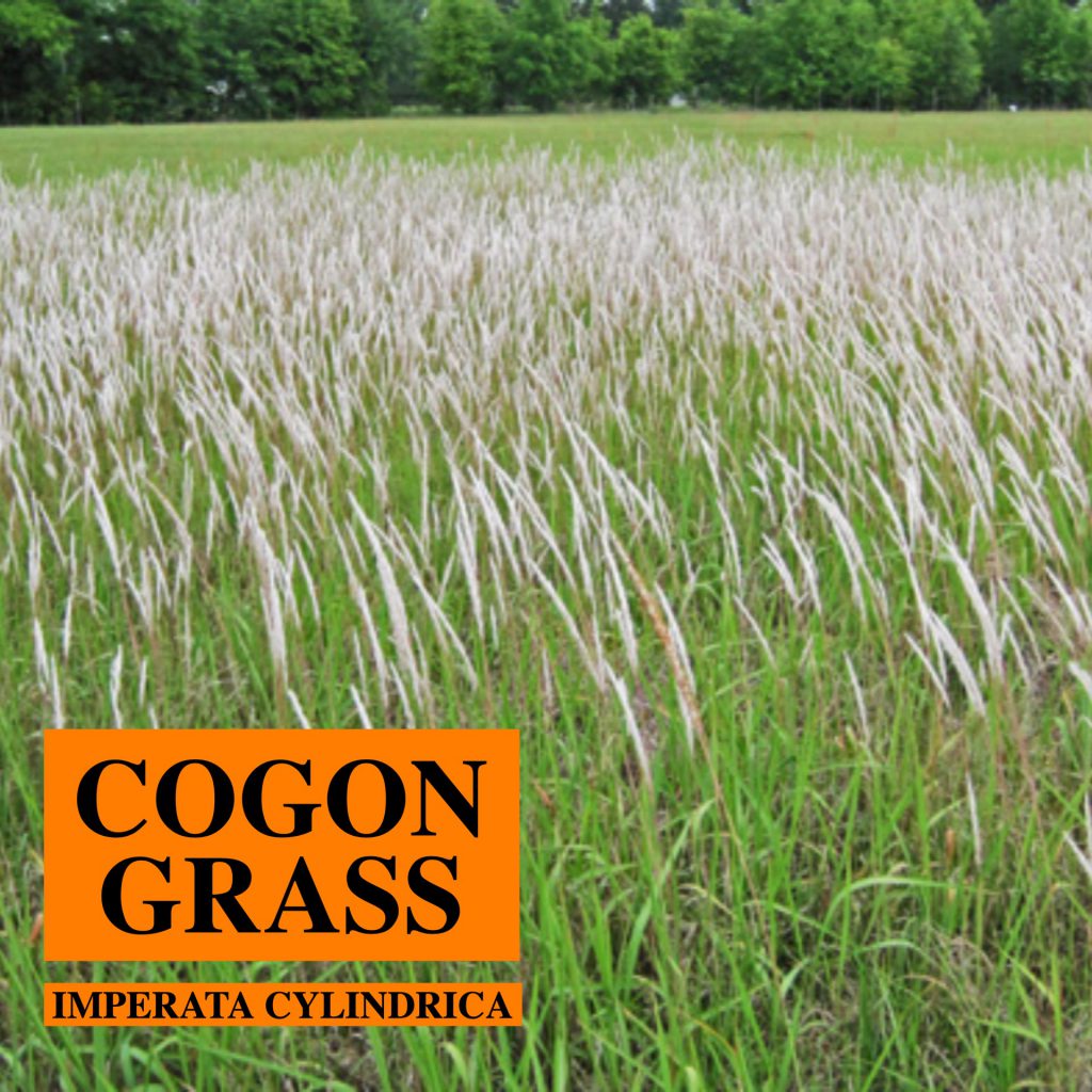 Cogon grass UF/IFAS Center for Aquatic and Invasive Plants