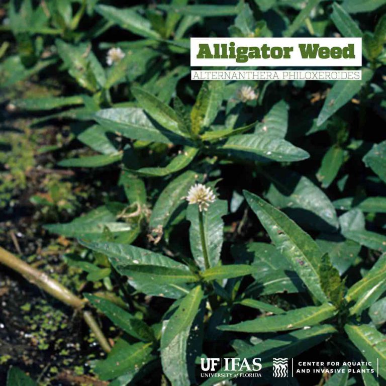 NISAW Alligator Weed UF/IFAS Center for Aquatic and Invasive Plants