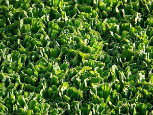 A water lettuce mat