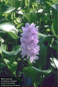 Purple Waterhyacinth flower