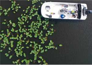 Aerial image of water with aquatic plants and boat