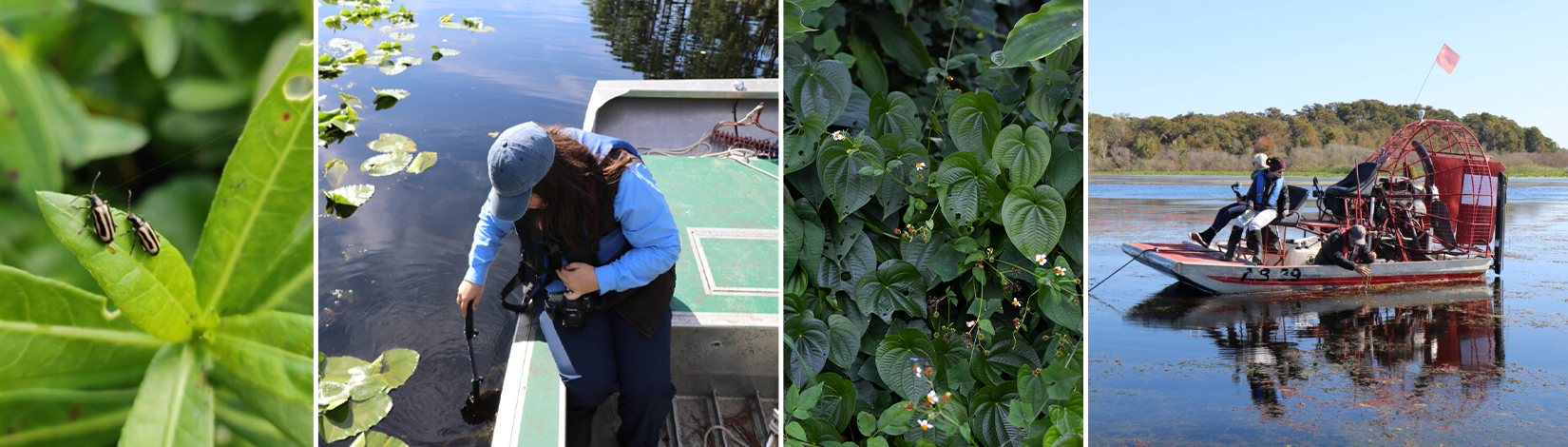 Four images side by side. From left to right: two alligator weed beetles, a woman collecting data on a boat, air potato vine, and an air boat.