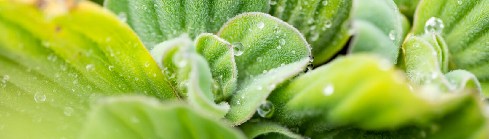 A close-up of water droplets on water lettuce.