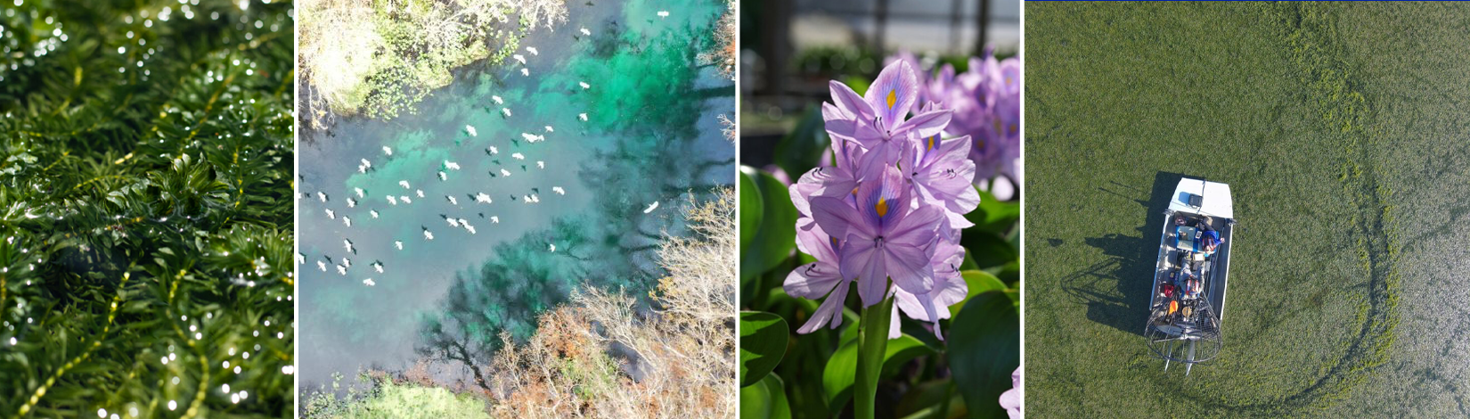 Four images side by side. From left to right: a mat of hydrilla covering the water, a flock of birds flying over a river, a purple water hyacinth flower, and an air boat on the water.