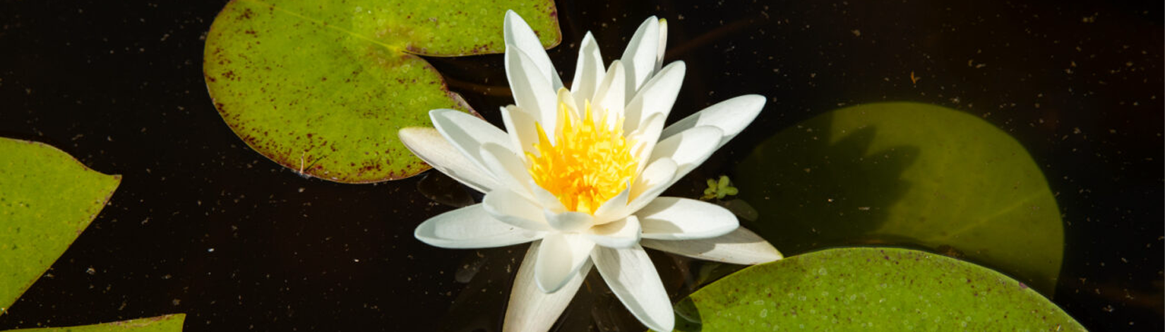 A frag lily sits on the surface of the water surrounded by lily pads. The lily has white petals and a bright yellow center.