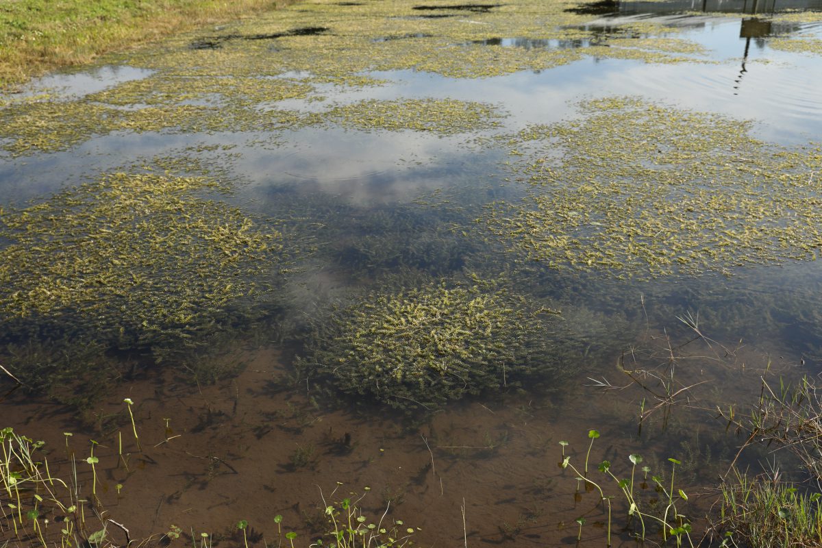 Why does everyone ask about lake muck? UF/IFAS Center for Aquatic and