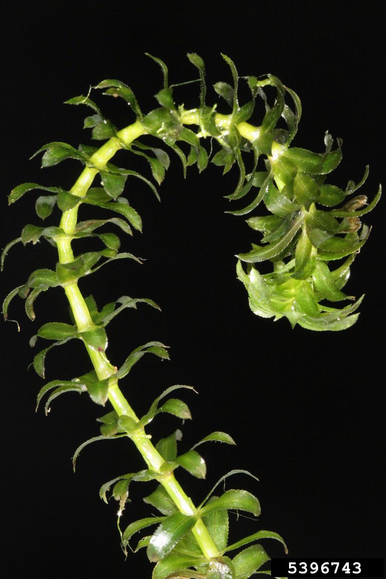 How Hydrilla Gets a Head Start UF/IFAS Center for Aquatic and Invasive Plants
