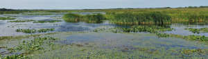 Picture of a lake with aquatic plants