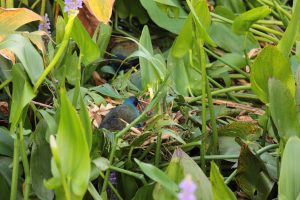 Purple Gallinule among aquatic plants