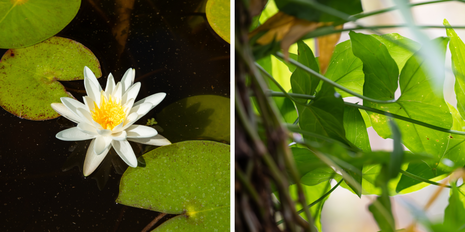 What Makes a Plant Invasive? Understanding Terminology - UF/IFAS Center ...