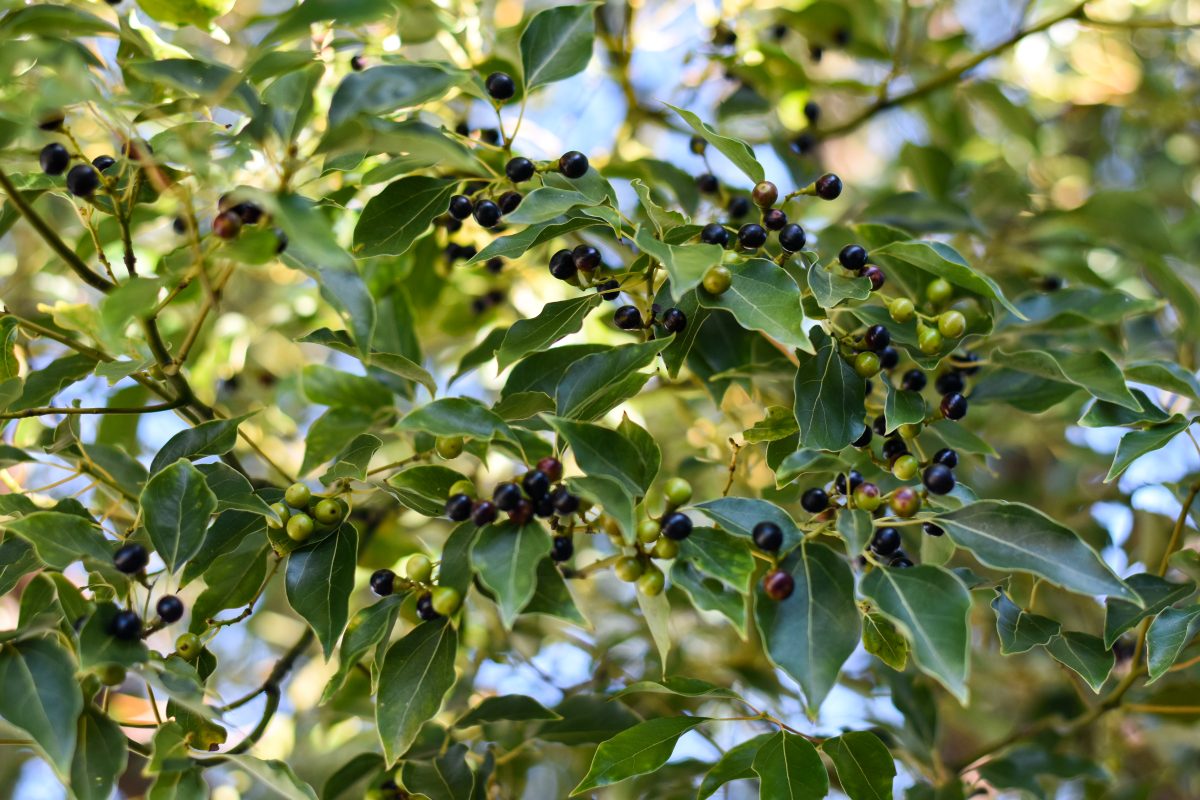 Out Of The Weeds Floridas Nonnative And Invasive Plant Lists Ufifas Center For Aquatic And 9839