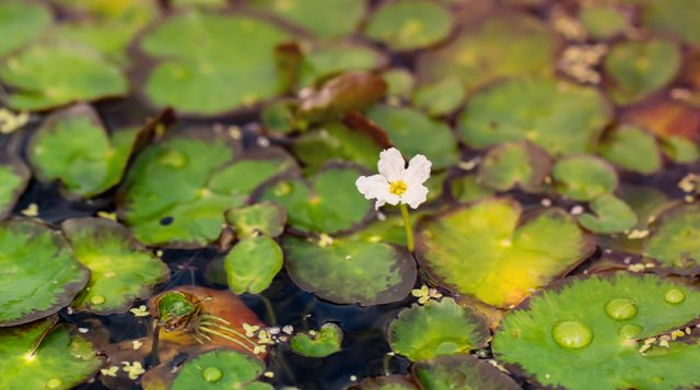 Little white flower of CFH surrounded by CFH floating leaves