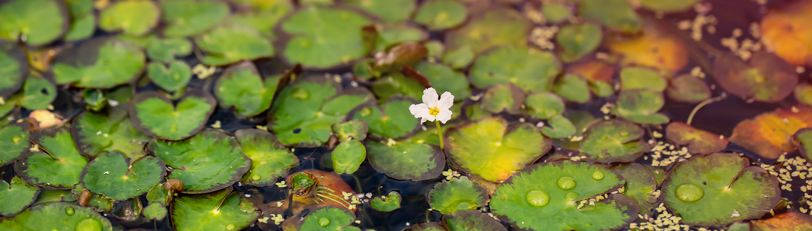 Little white flower of CFH surrounded by CFH floating leaves