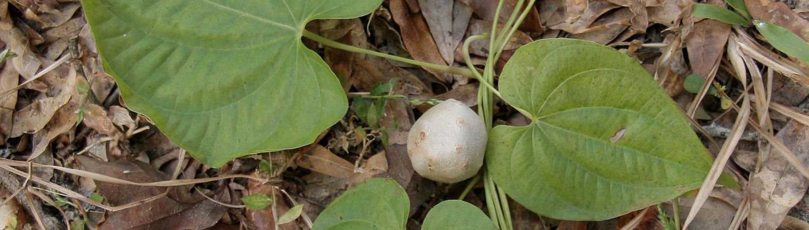 Air potato. Invasive yam species, perennial vine, poison plants. UF/IFAS Photo: Thomas Wright