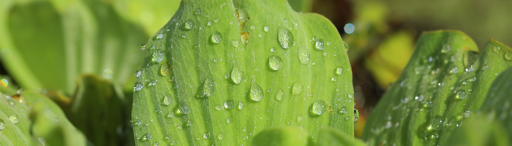 A close-up photo of a water lettuce leaf