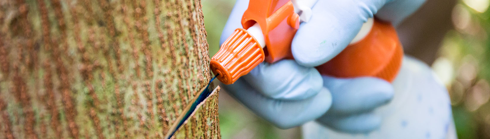 A close up of a spray bottle squirting herbicide precisely into the bark of a tree.