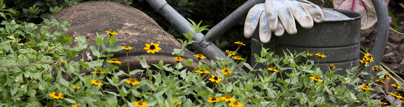 Gardening: watering can and gloves next to yellow flowers