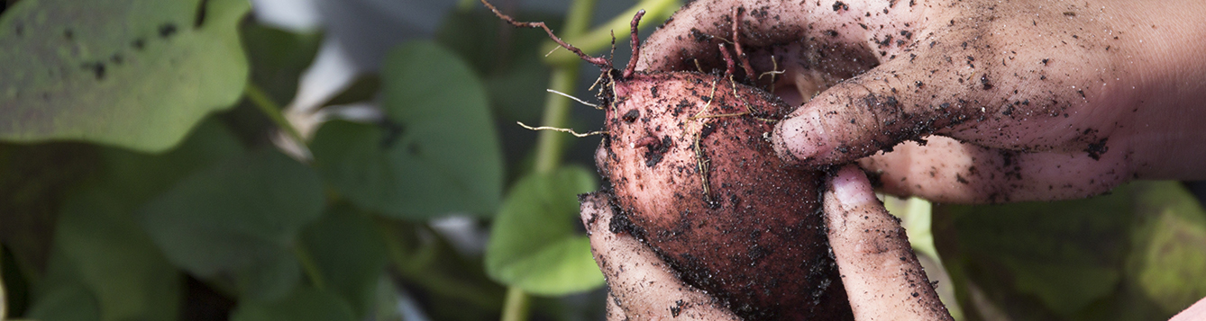Harvesting sweet potatoes from a school garden