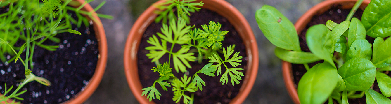 herbs planted in flower pots